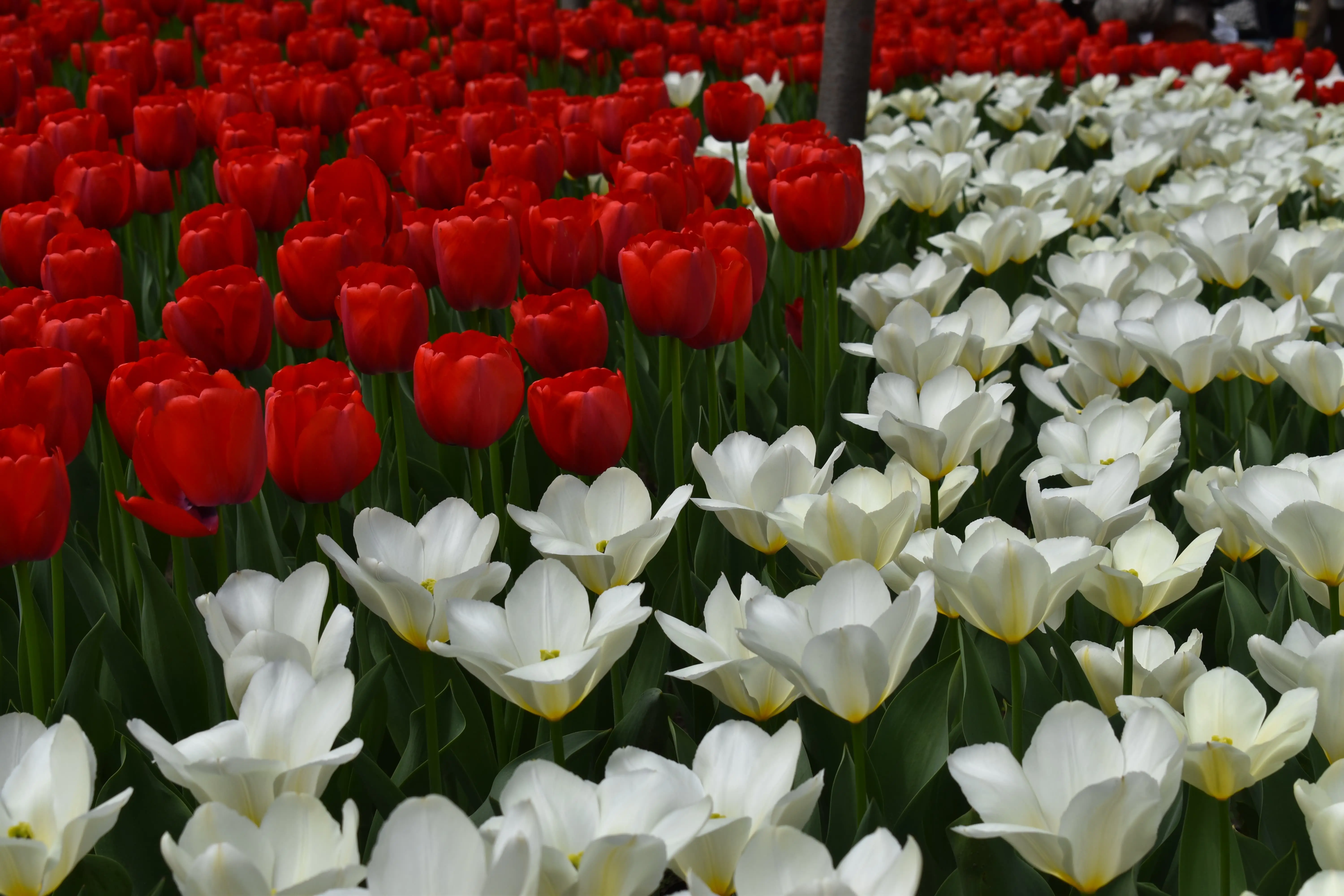 太子湾+法喜寺游记